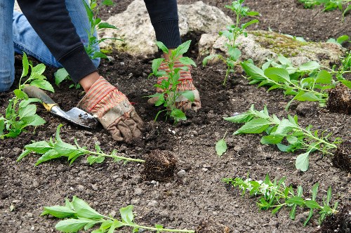 Professional Gardeners Elmstead caring for a healthy lawn