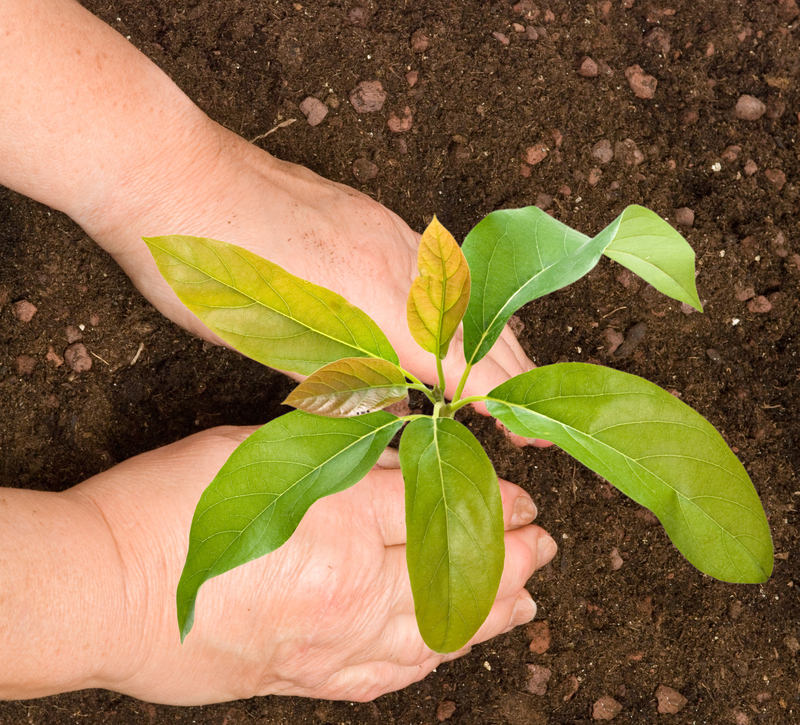 garden plants